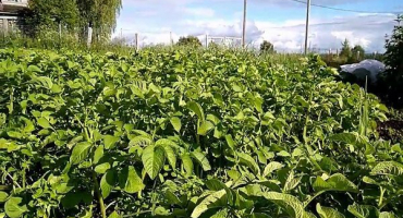 Kdy můžete kopat mladé brambory po odkvětu?